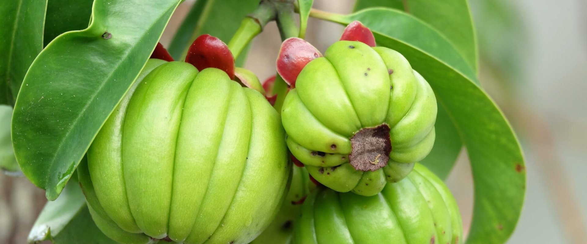 The Benefits and Risks of Garcinia Cambogia