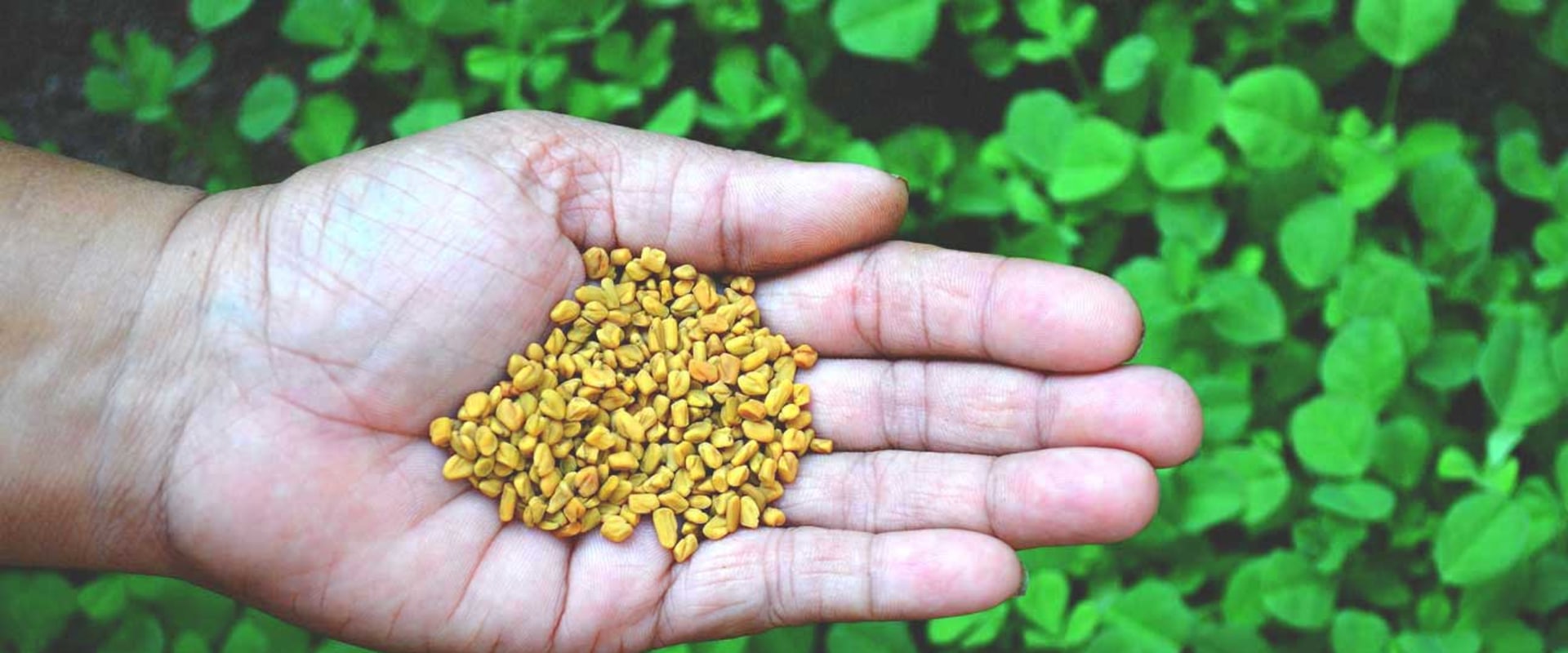 Herbal Weight Loss Pills: Everything You Need To Know