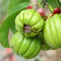 The Benefits and Risks of Garcinia Cambogia