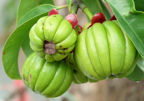 The Benefits and Risks of Garcinia Cambogia